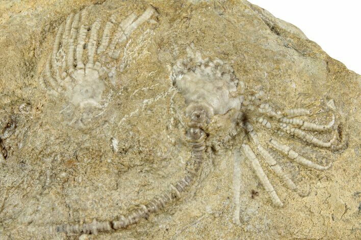 Four Fossil Crinoids (Eretmocrinus & Dichocrinus) - Gilmore City, Iowa #232268